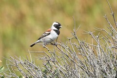 Passer melanurus melanurus