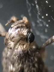 Lindera tessellatella