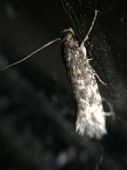 Lindera tessellatella