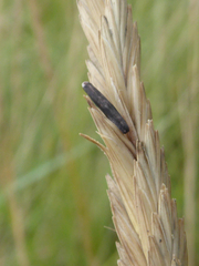 Elymus athericus
