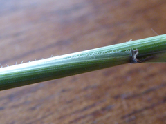 Elymus athericus