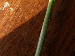 Elymus athericus