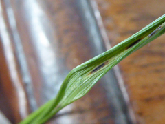 Elymus athericus
