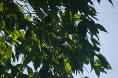 Syzygium cumini