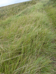 Elymus athericus