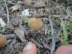 Psilocybe gallaeciae