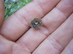 Psilocybe gallaeciae