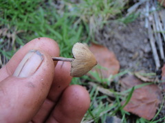 Psilocybe gallaeciae