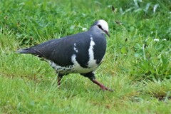 Leucosarcia melanoleuca