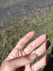Eragrostis tenuifolia