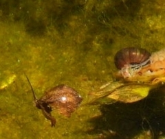 Mollusca