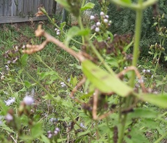 Pseudovates chlorophaea