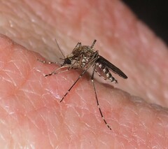 Aedes camptorhynchus