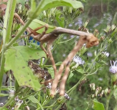 Pseudovates chlorophaea