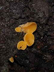 Phaeohelotium baileyanum