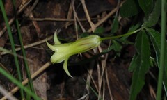 Billardiera mutabilis