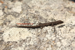 Lygodactylus bradfieldi