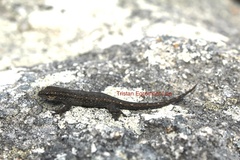 Lygodactylus bradfieldi