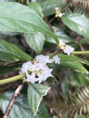Lasianthus formosensis