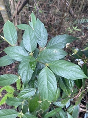 Lasianthus formosensis