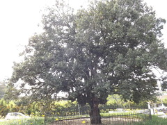 Licania salicifolia