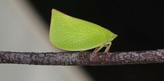 Siphanta