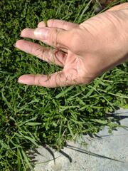 Eragrostis tenuifolia