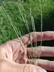 Digitaria violascens