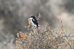 Lanius collaris collaris