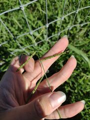 Paspalum mandiocanum