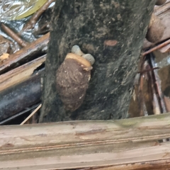 Ellobiidae