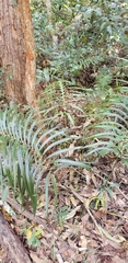 Macrozamia lucida
