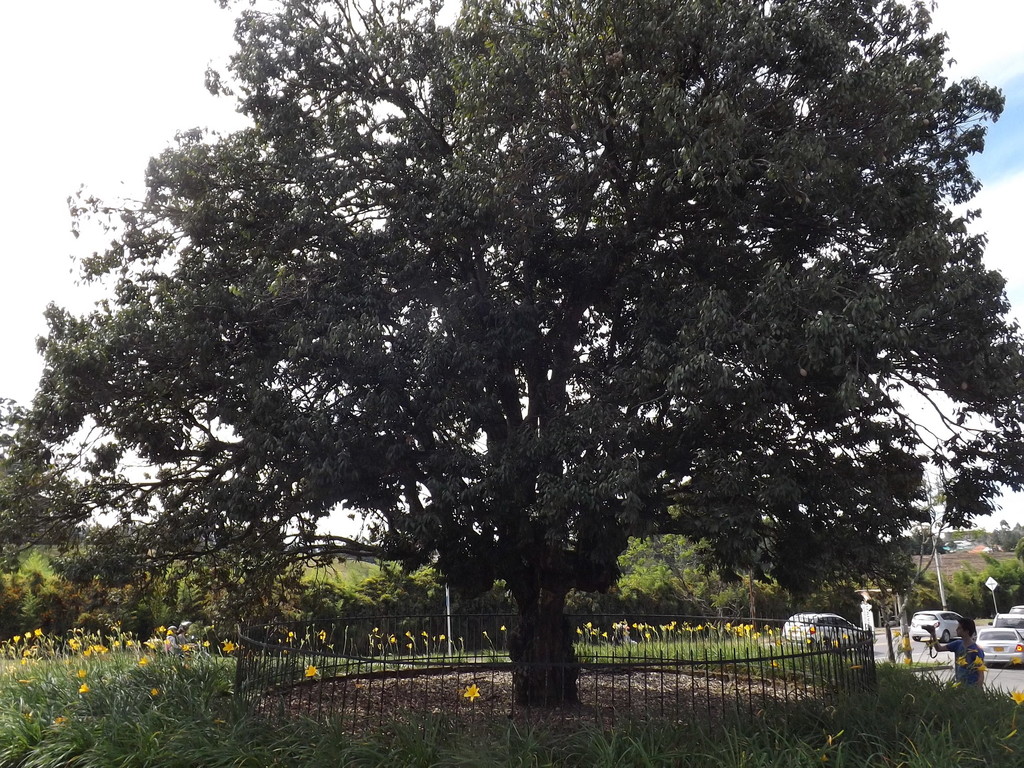Licania salicifolia