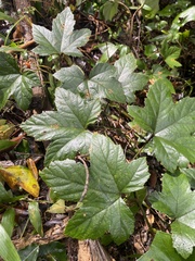 Rubus reflexus hui