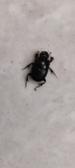 Onthophagus taurus
