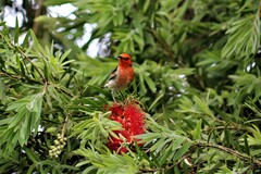 Myzomela sanguinolenta