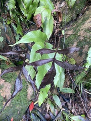 Tectaria harlandii