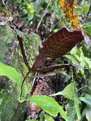 Tectaria harlandii