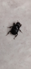 Onthophagus taurus