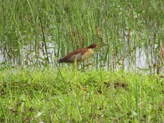 Ixobrychus eurhythmus