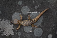 Cordylus rhodesianus