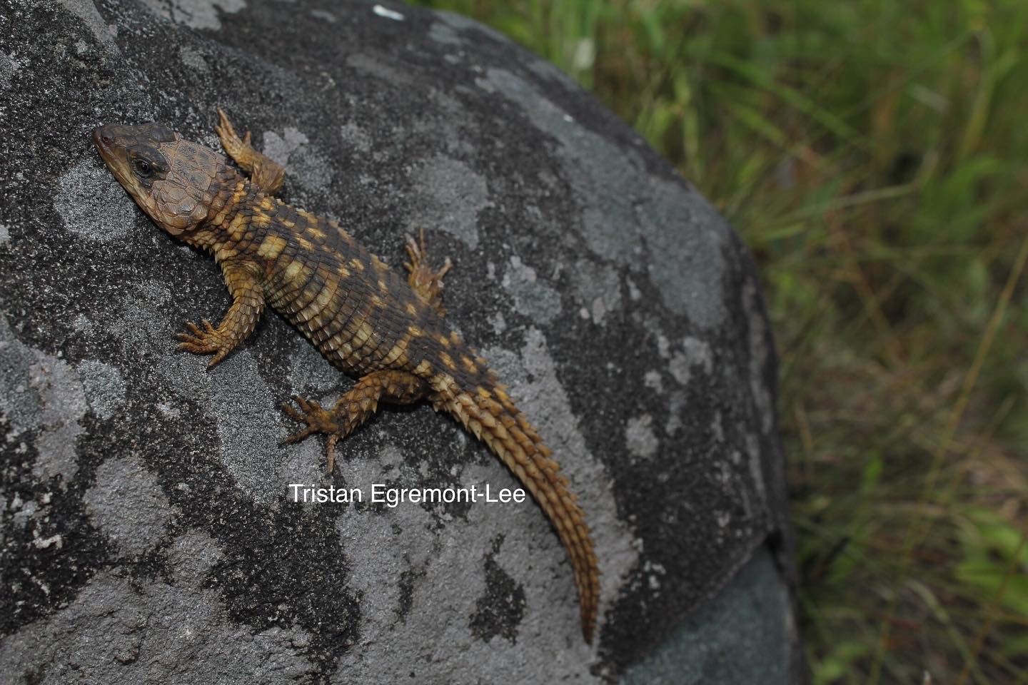 Zimbabwean Girdled Lizard (Cordylus rhodesianus) · iNaturalist