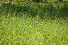Urochloa mutica