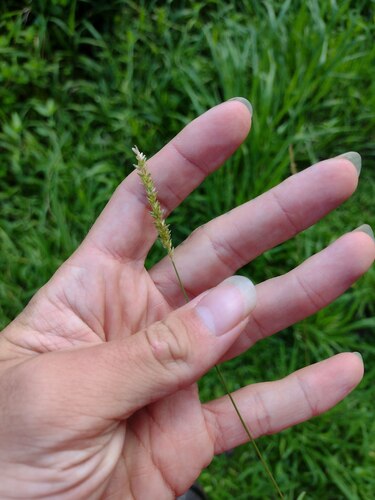 Sacciolepis indica observed 2022-10-28