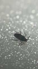 Microvelia douglasi
