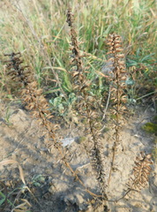 Dracocephalum thymiflorum