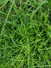 Rhynchospora radicans