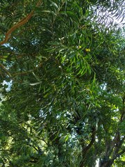 Acacia confusa