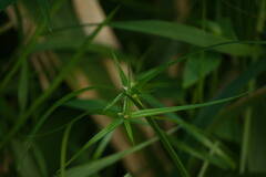 Rhynchospora radicans