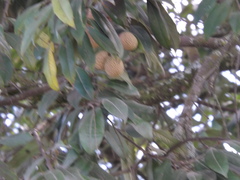Licania salicifolia